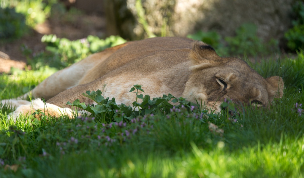 Большая уставшая  львица лежит на зеленой траве