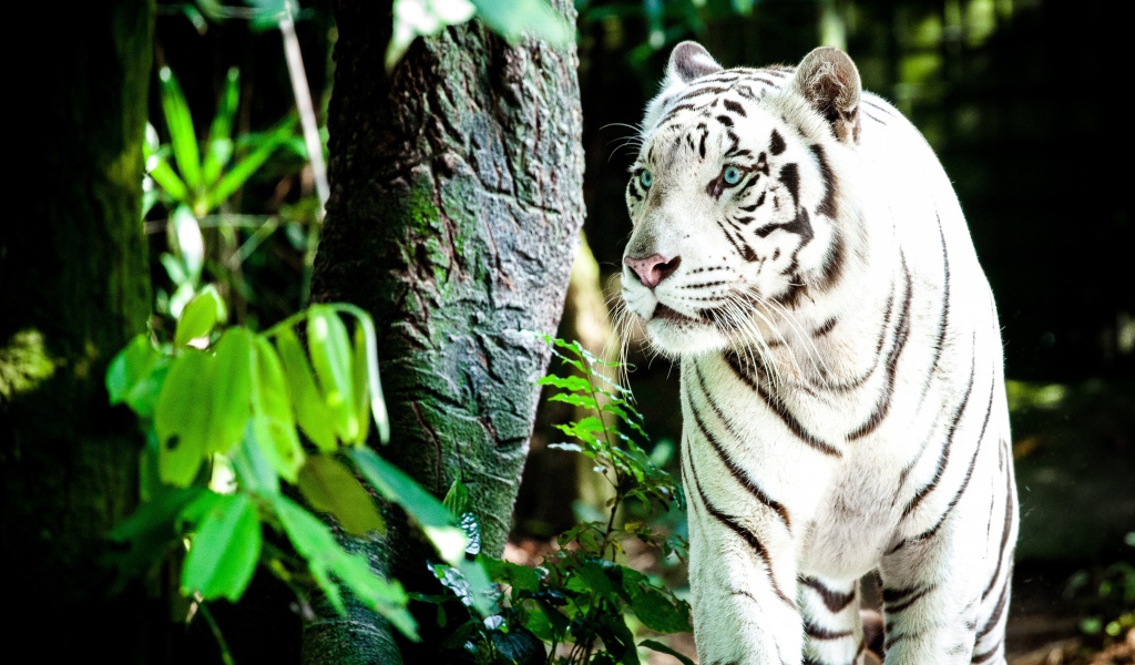 Большой белый тигр с голубыми глазами идет по лесу 