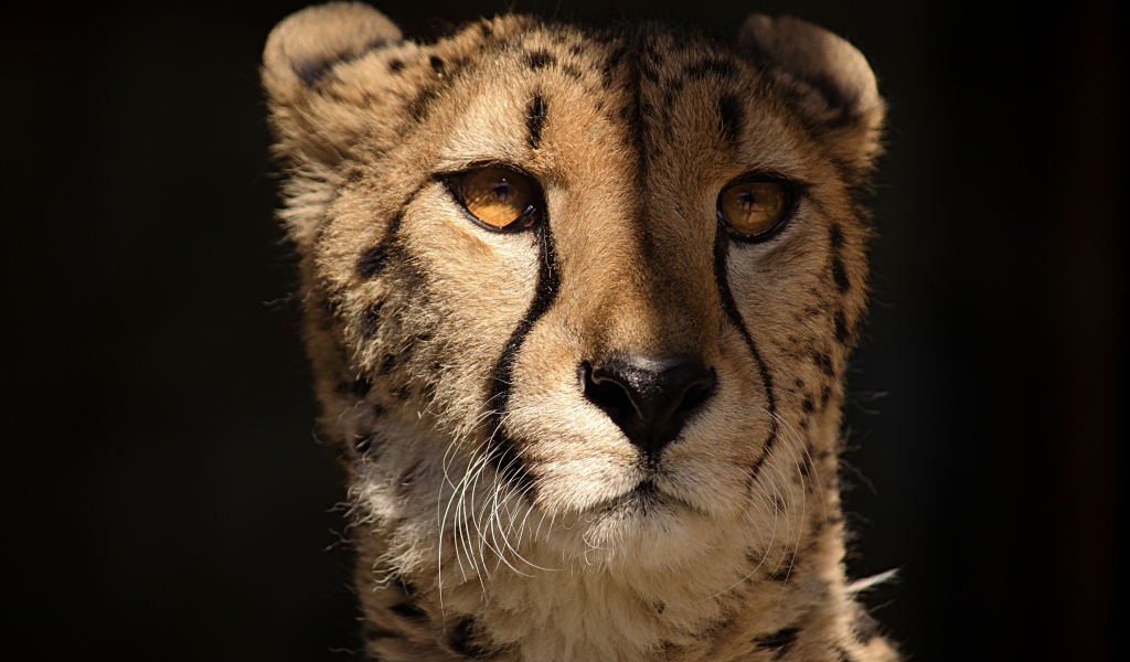 Cheetah face close up on black background