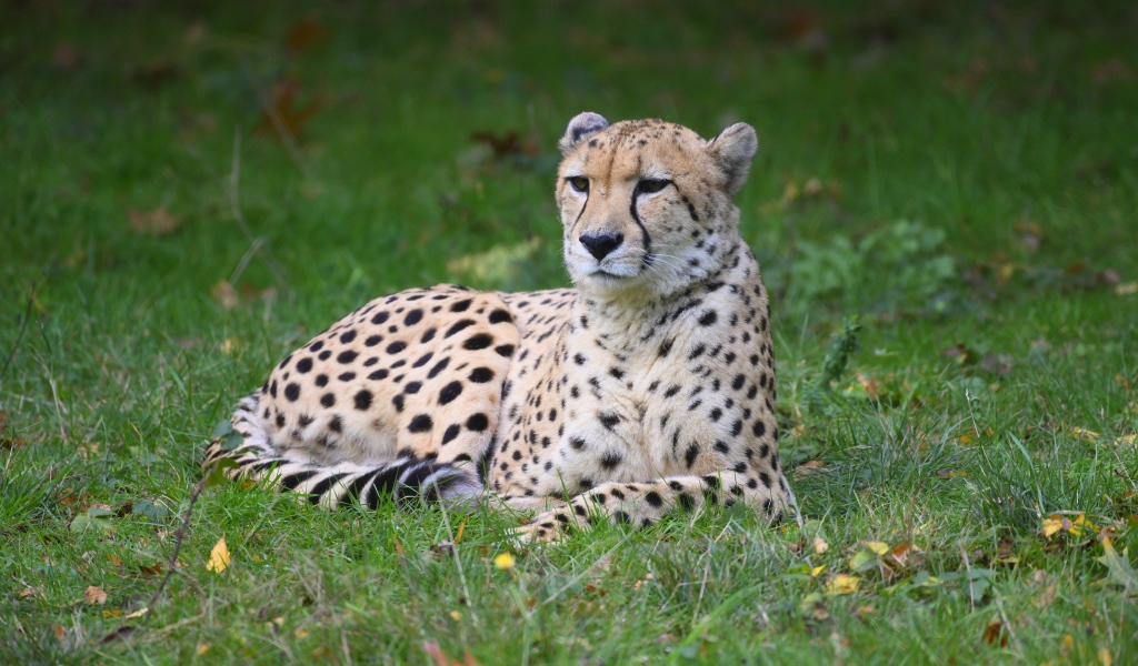 Гепард лежит на зеленой траве 