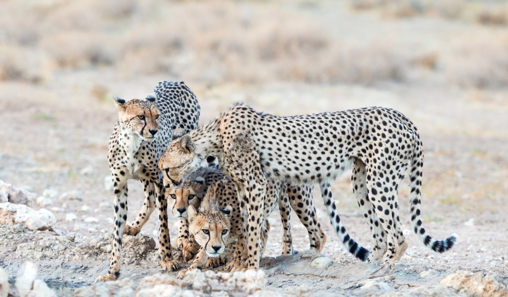 Гепарды охраняют детенышей 