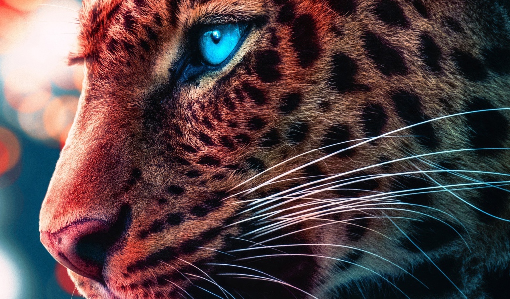 Морда голубоглазого леопарда крупным планом