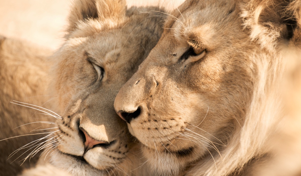 Влюбленные лев и львица крупным планом