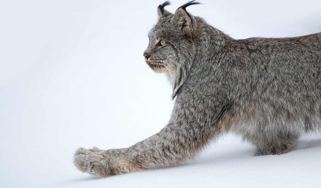 Большая хищная рысь на белом снегу