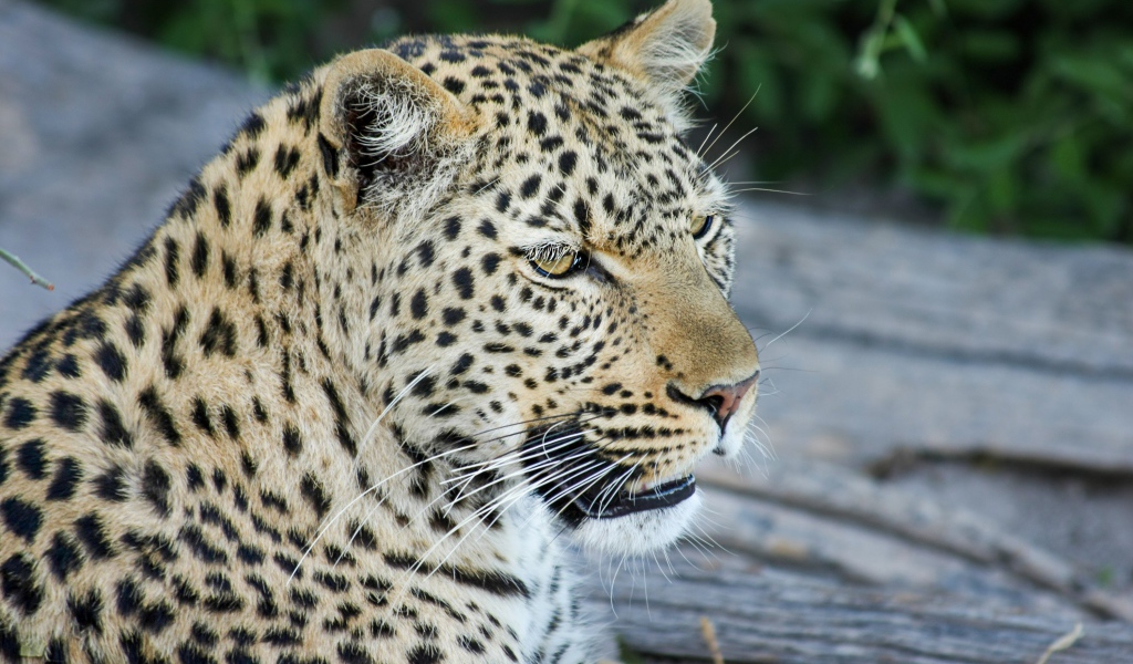 Большой пятнистый леопард отдыхает на земле 