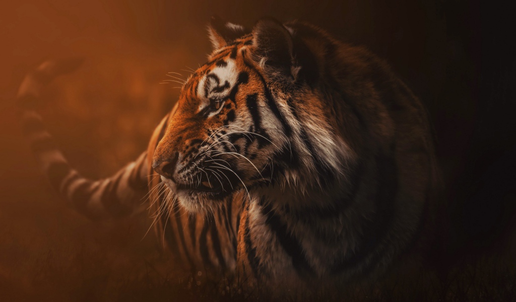 Большой полосатый хищный тигр в тумане