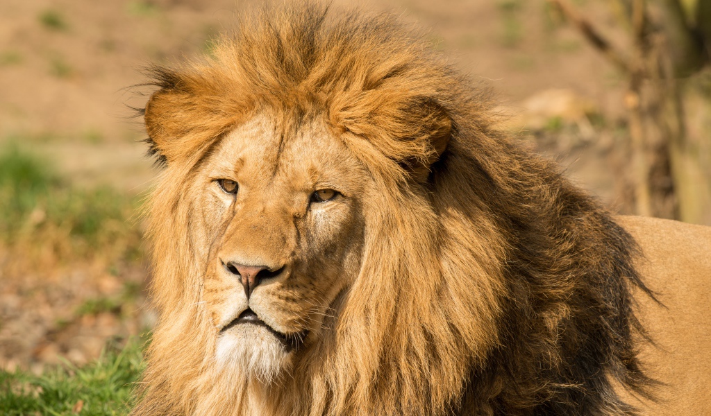 Морда льва с пышной гривой