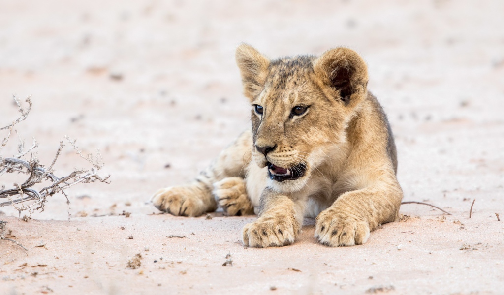 Маленький забавный львенок лежит на песке