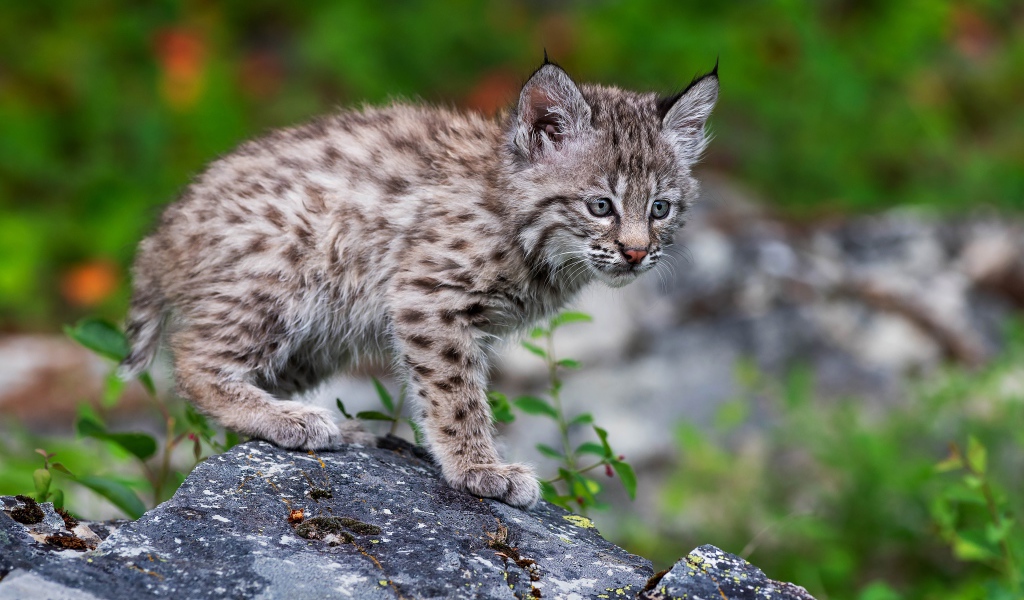 Маленький детеныш рыси стоит на камне