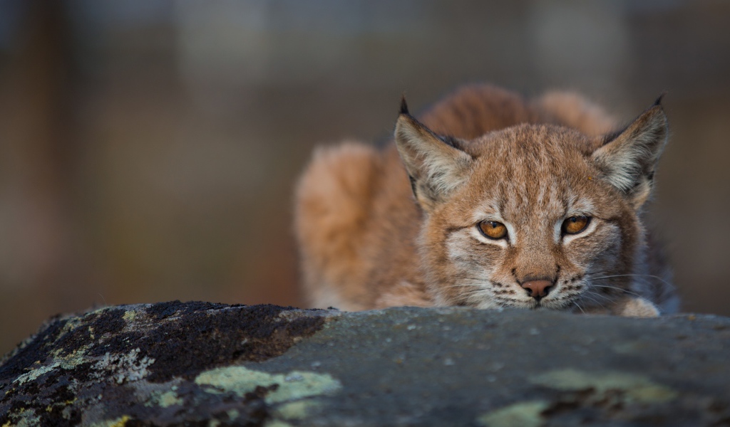 Рысь прячется на большом камне