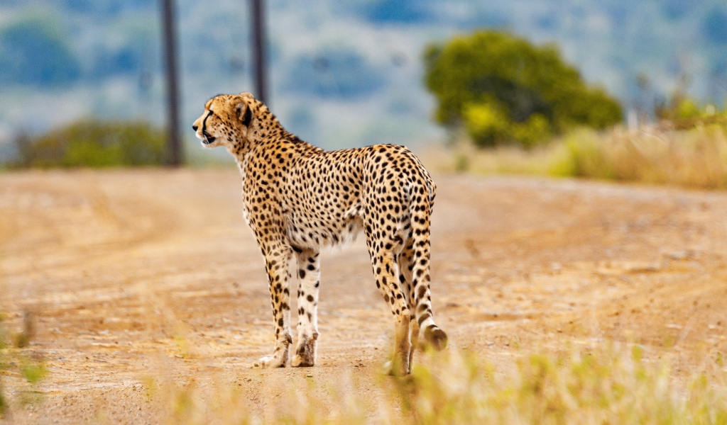 Хищный гепард в тропической саванне 
