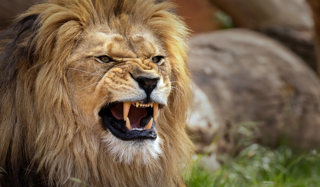 Острые клыки у грозного льва