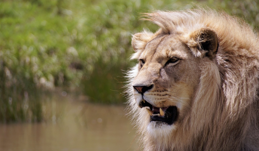 Острые клыки сурового африканского льва