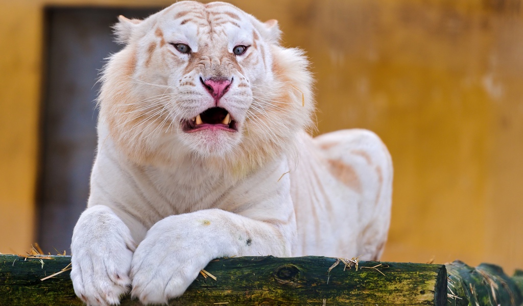 Острые клыки грозного белого тигра 