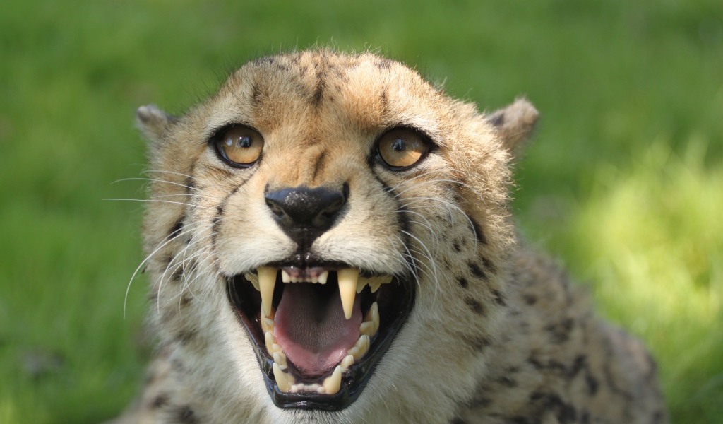 Грозный оскал гепарда с острыми клыками 