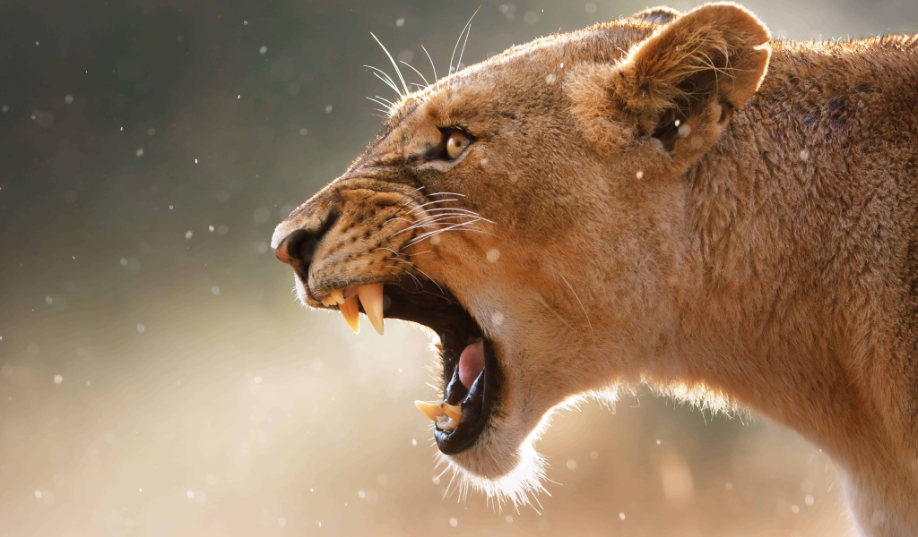 Грозный оскал львицы крупным планом