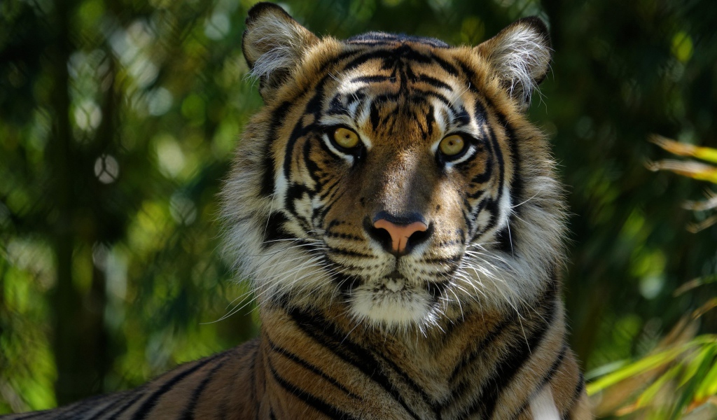 Морда большого  тигра крупным планом