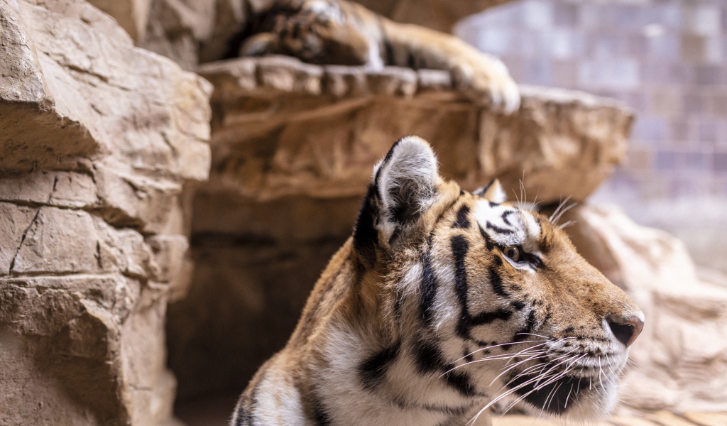 Морда полосатого тигра у камней в зоопарке 