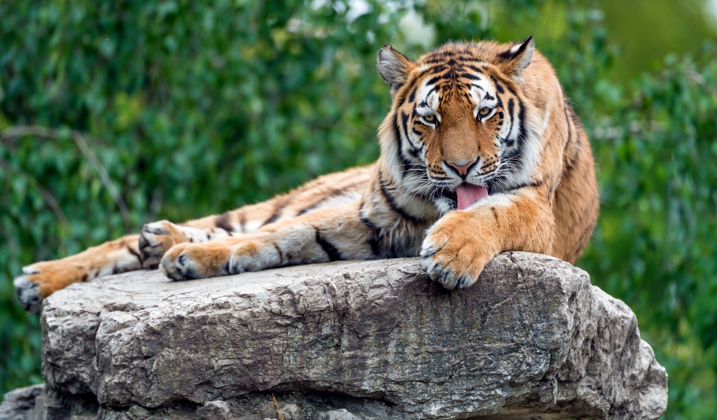 Полосатый тигр умывается на камне 
