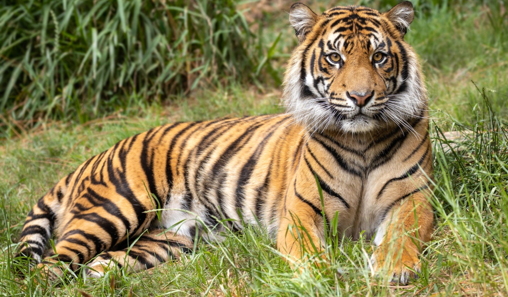 Полосатый тигр лежит на зеленой траве
