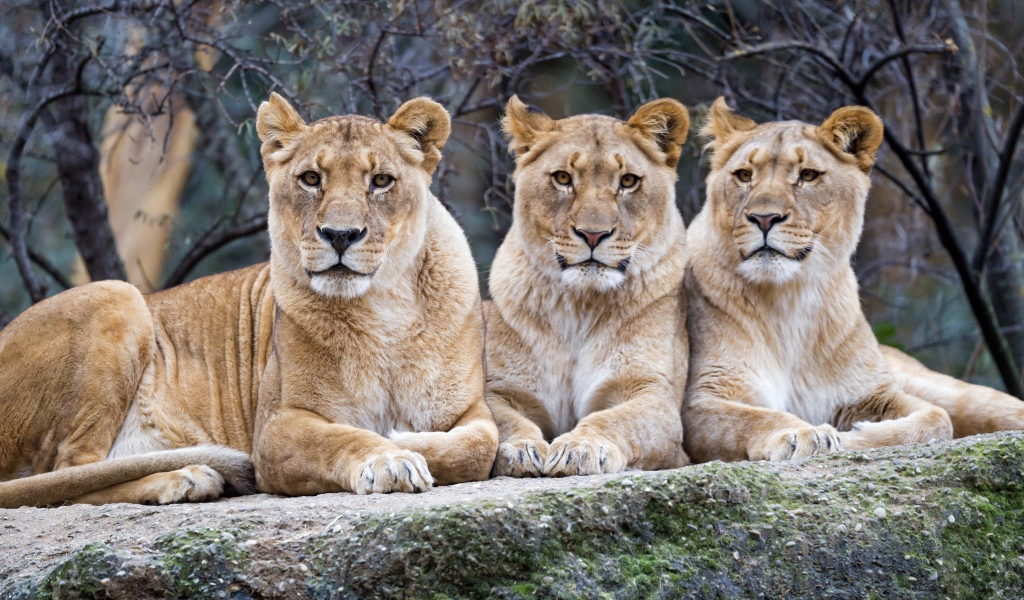 Три большие львицы лежат на камне в зоопарке 