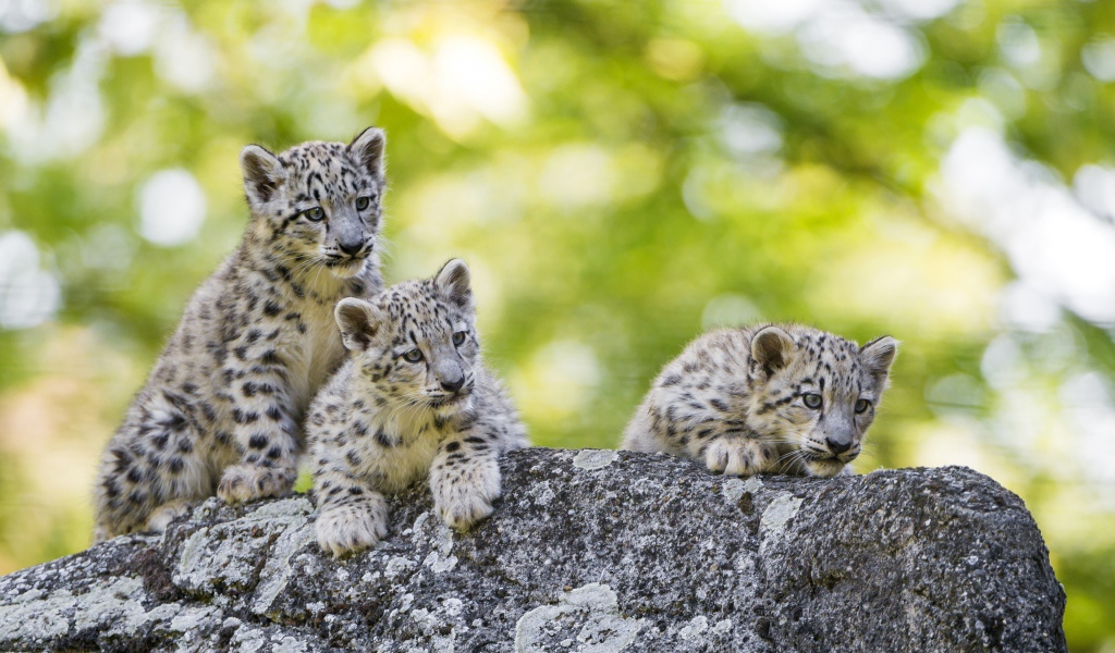 Три маленьких котенка снежного барса лежат на камне