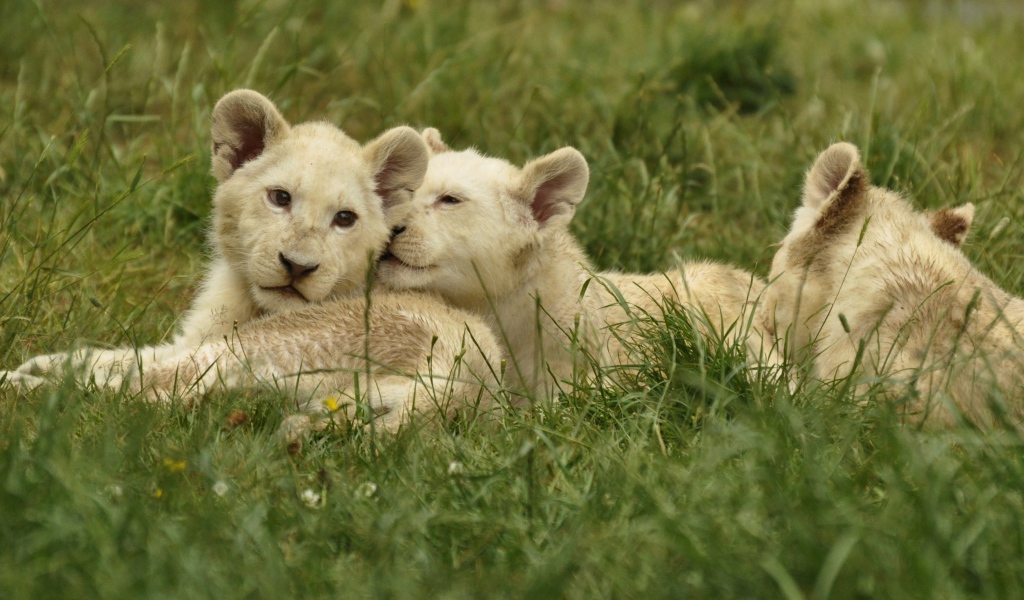 Три маленьких белых львенка лежат на зеленой траве