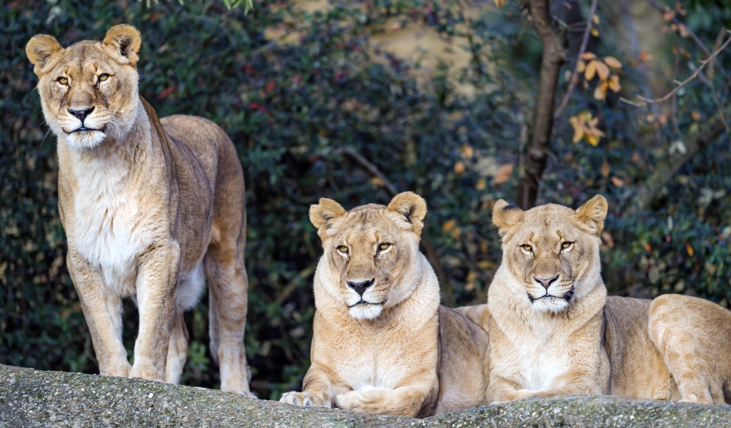 Три величественные львицы отдыхают на солнце