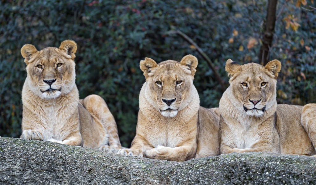 Три серьезные большие львицы лежат на камне