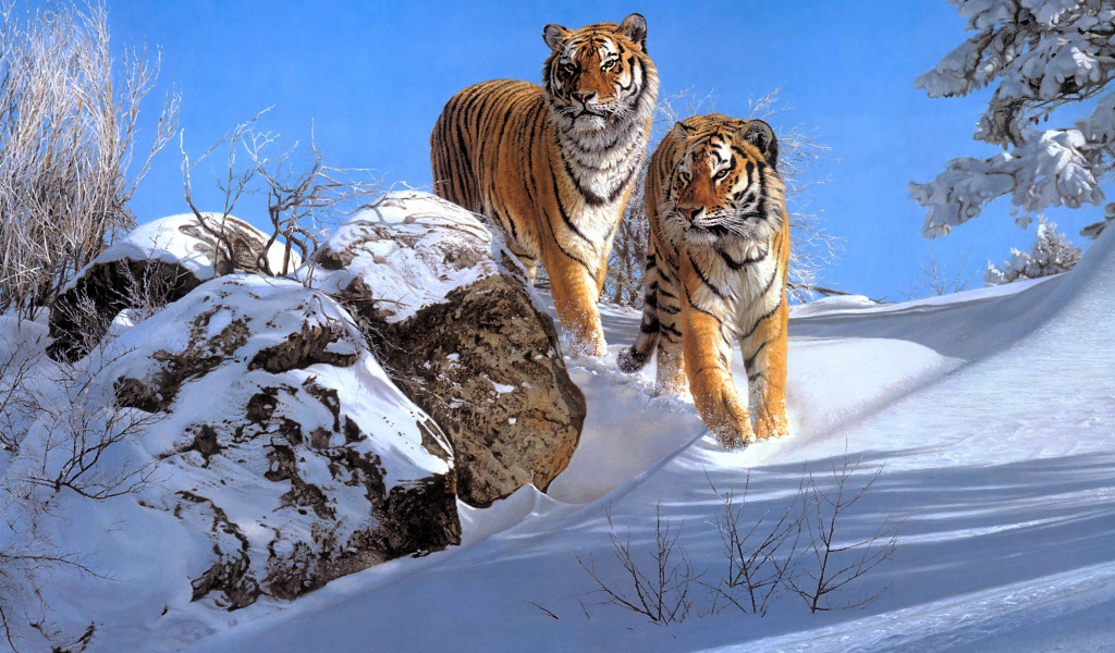 Два больших полосатых тигра в лесу зимой 