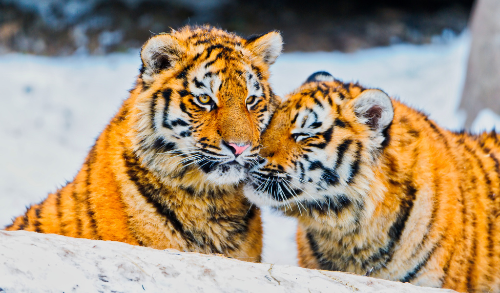 Два влюбленных тигра в заснеженном лесу