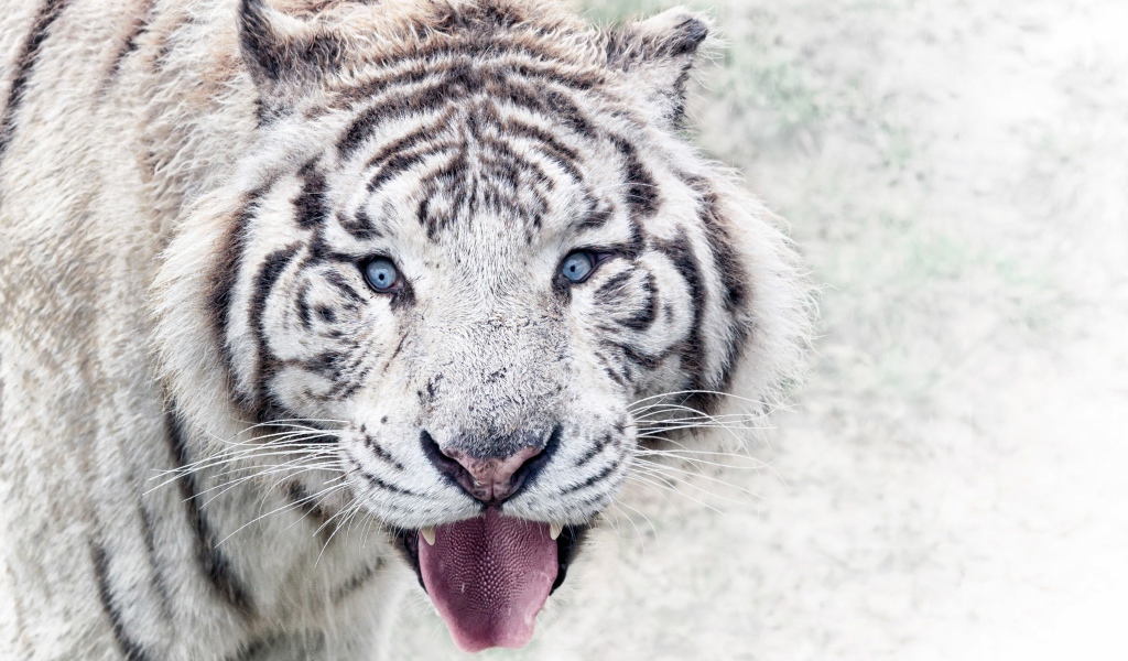 Белый голубоглазый тигр в высунутым языком