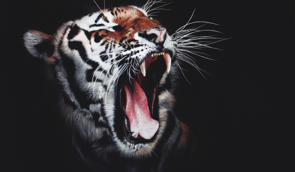 Зевающий полосатый тигр на черном фоне