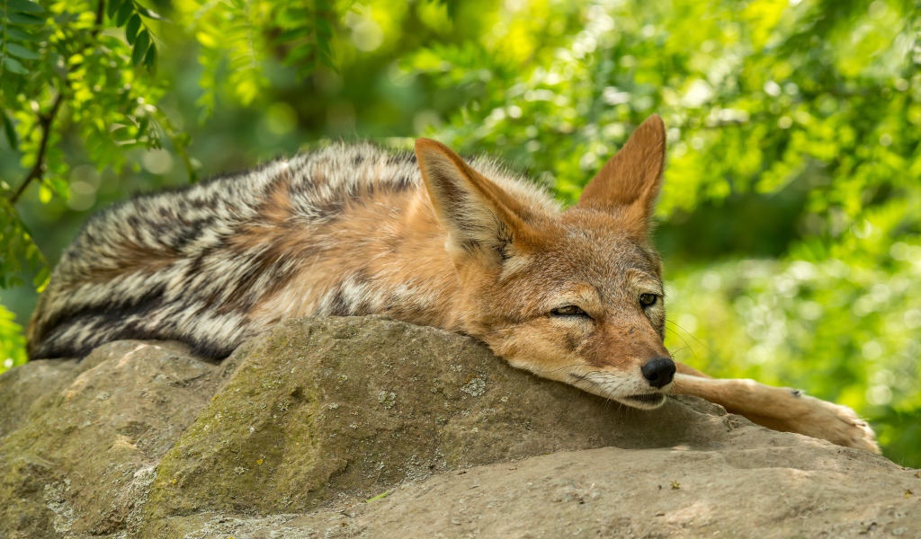 Большой койот спит на камне