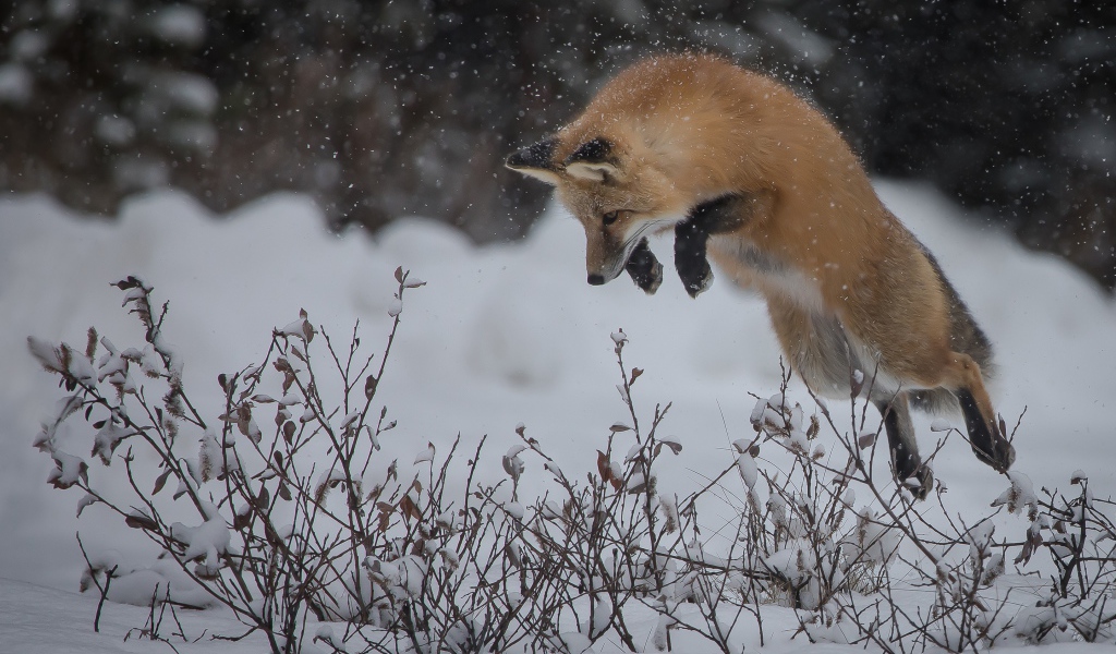 Большая пушистая рыжая лиса охотится в снегу