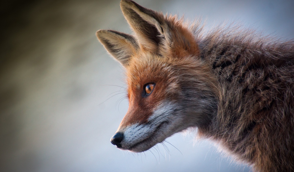 Close-up of a sly red fox muzzle