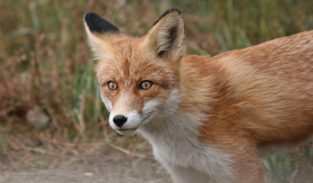 Хитрый взгляд большой рыжей лисы с черным носом