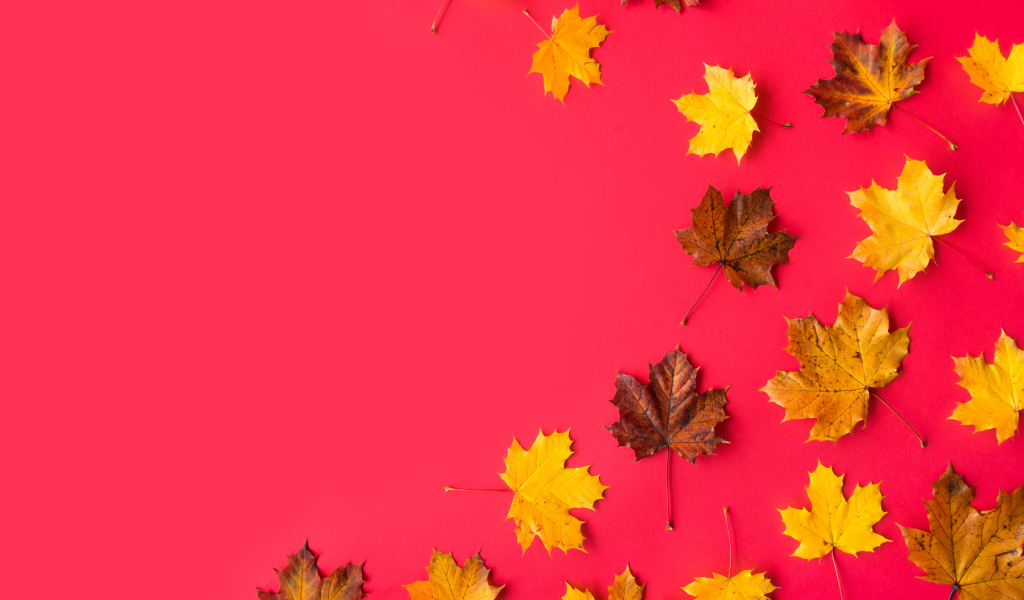 Опавшие осенние кленовые листья на красном фоне