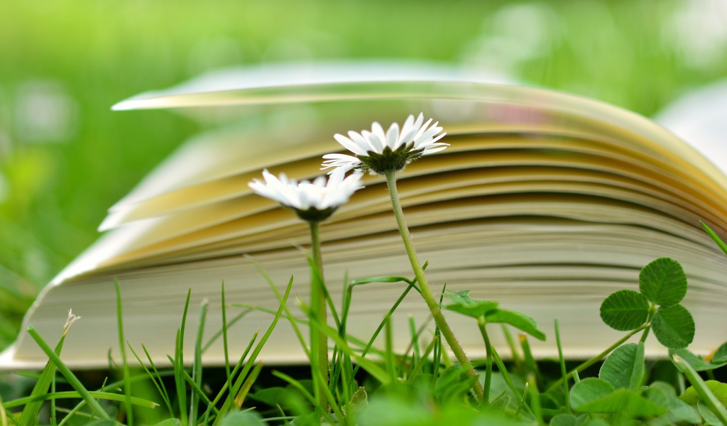 Открытая книга лежит на траве с белыми цветами
