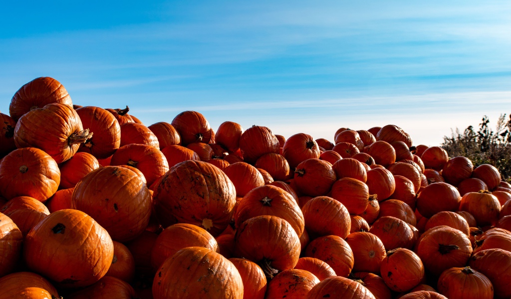 Много спелой оранжевой тыквы на поле на фоне голубого неба 