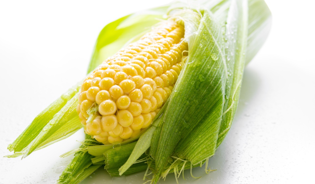 Початок кукурузы в каплях воды на белом фоне