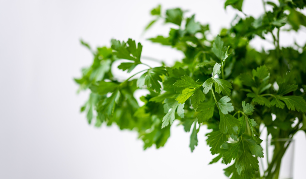 Свежая петрушка в вазе на белом фоне