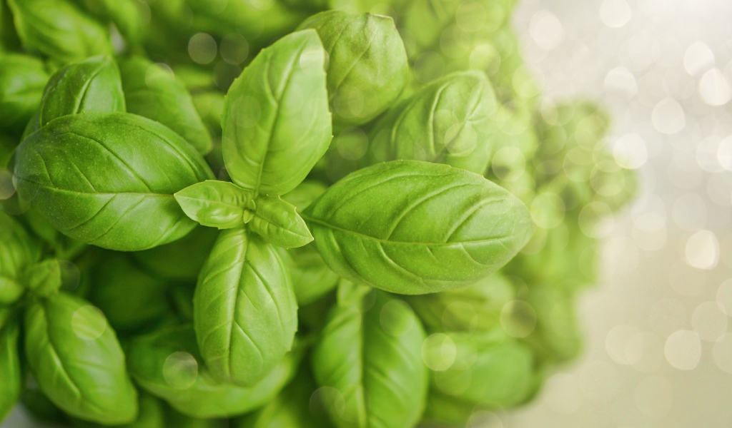 Зеленые листья базилика крупным планом