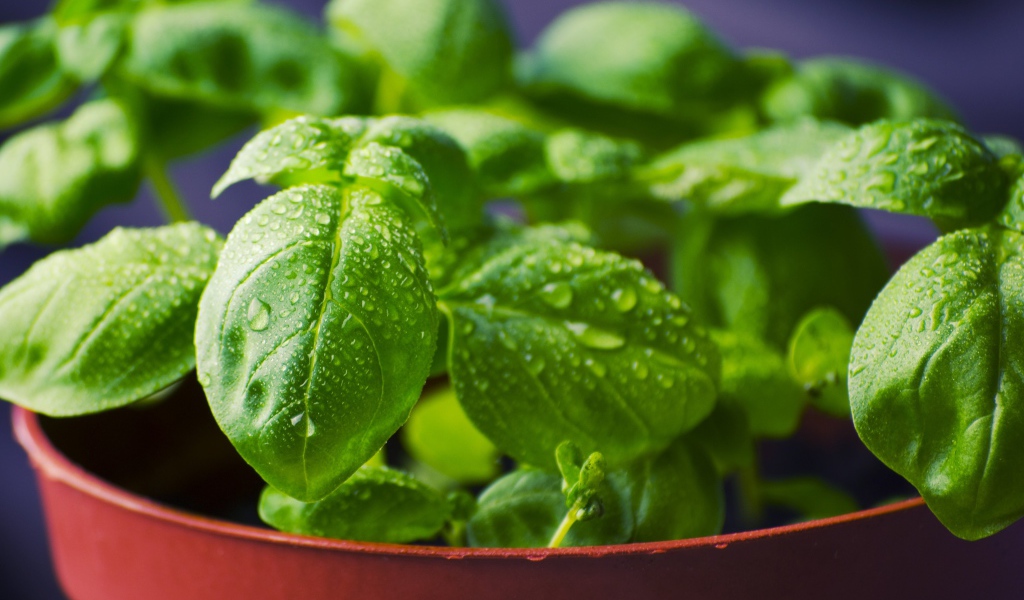 Зеленые листья базилика в каплях росы в горшке 