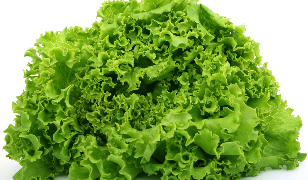 Зеленые свежие листья салата на белом фоне