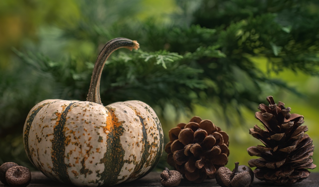 Большая тыква с шишками на столе 