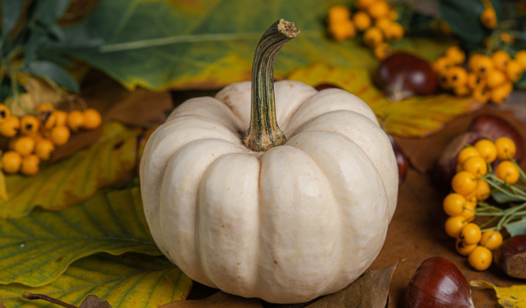 Большая белая тыква на столе с каштанами и рябиной 