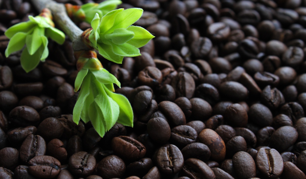 Много обжаренных кофейных зерен с веткой с зелеными листьями