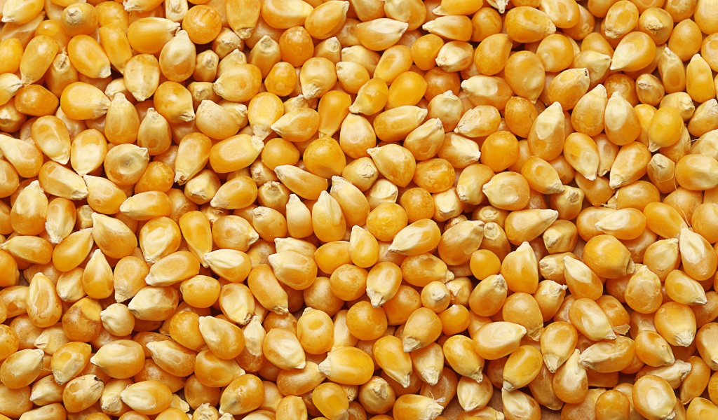 Желтые кукурузные зерна крупным планом 