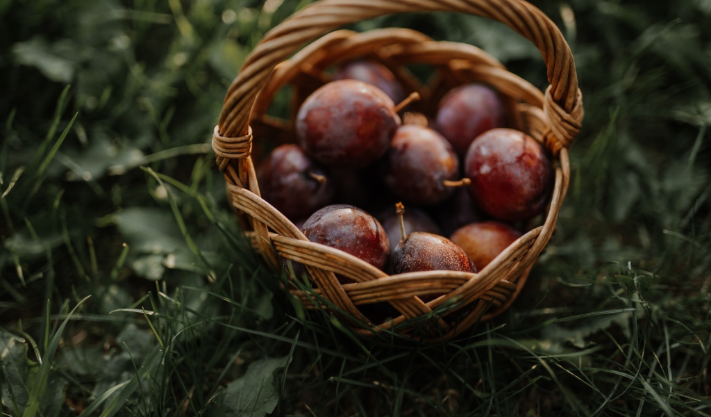 A basket of pink plums stands on the grass